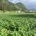 百亩贵州乌罗高山土豆