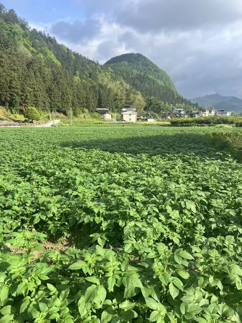 百亩贵州乌罗高山土豆