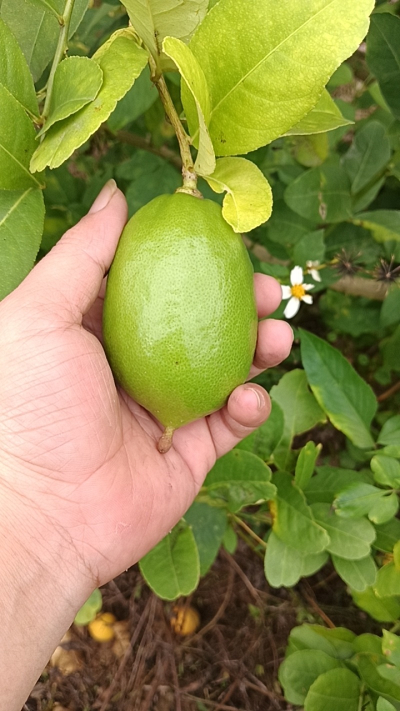 无籽香水柠檬