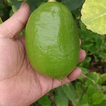 无籽香水柠檬