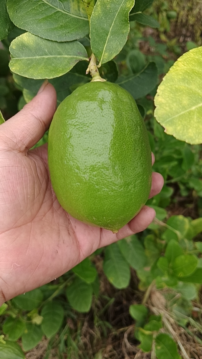 无籽香水柠檬