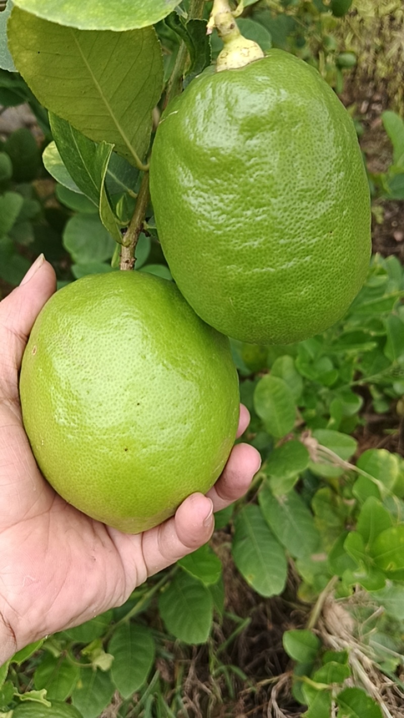 无籽香水柠檬