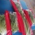 迈德龙I5O532OI938蔬菜包装机