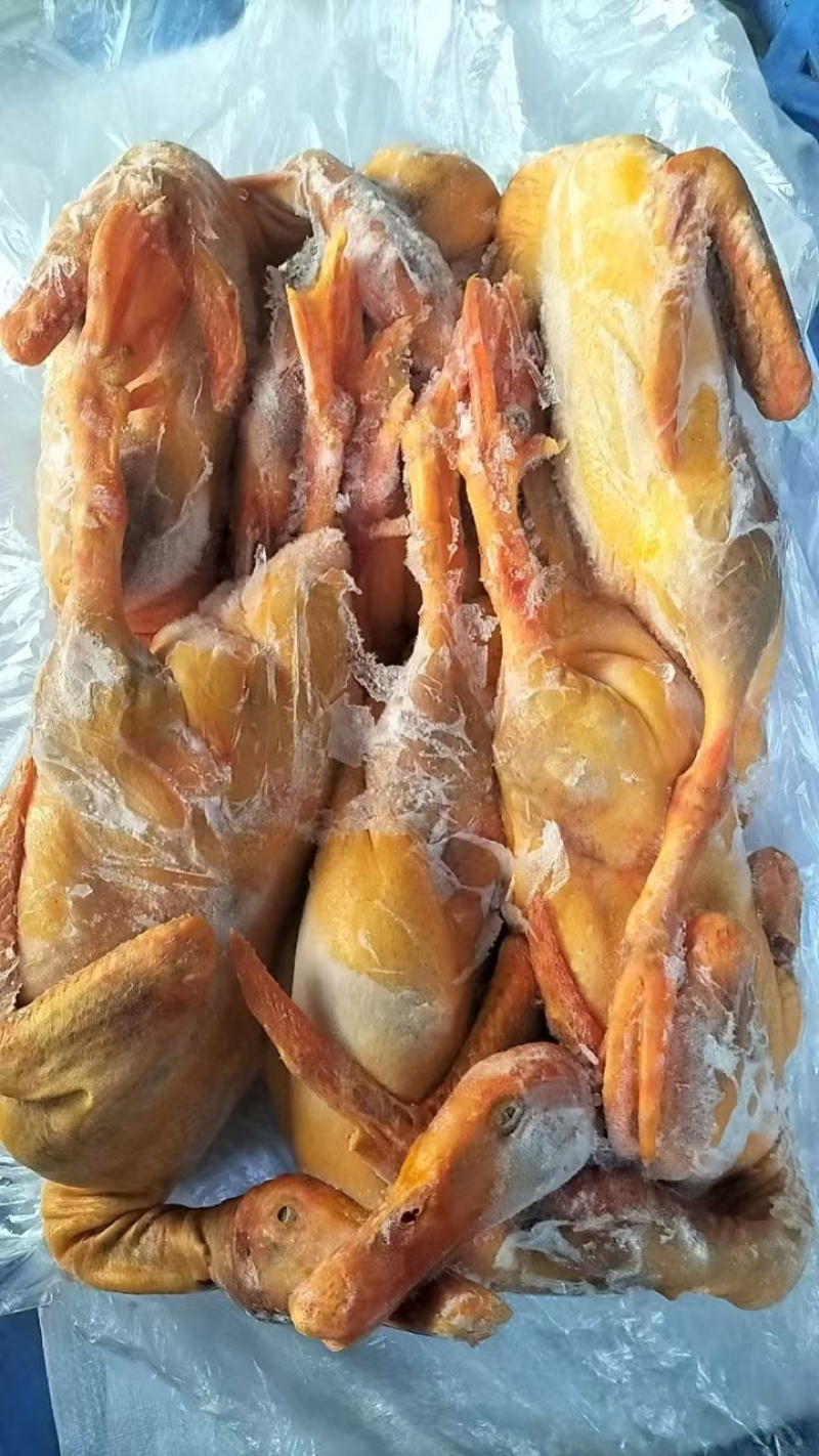 二级带舌黄皮全鸭单只5斤左右纯干12吨