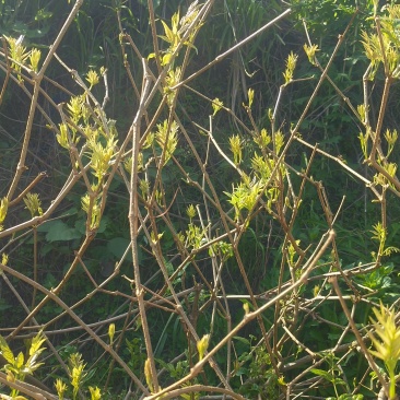 张家界莓茶，高山莓茶