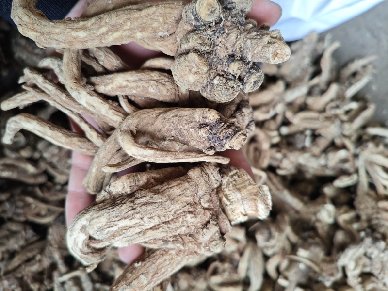 稀有当归品种随时可聊正品保障现货秒发