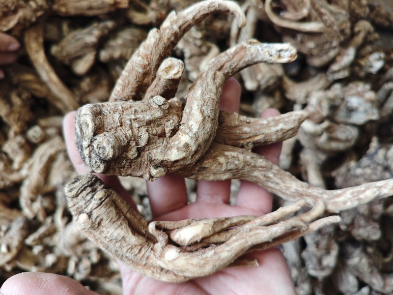 稀有当归品种随时可聊正品保障现货秒发