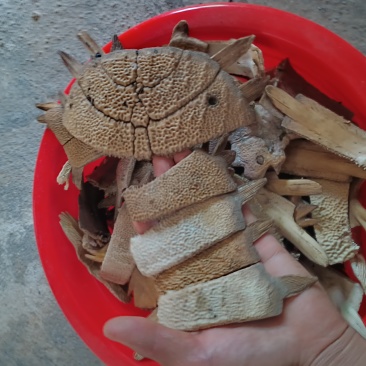 大甲鱼壳