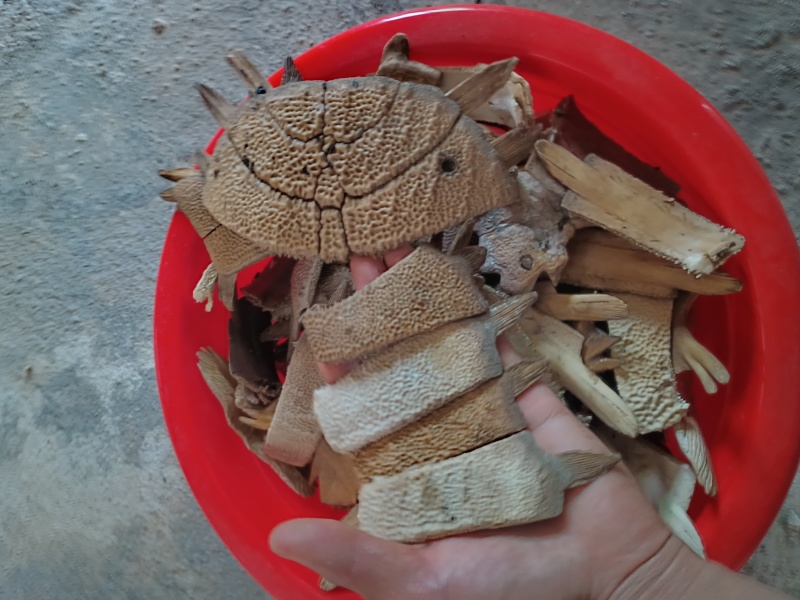 大甲鱼壳