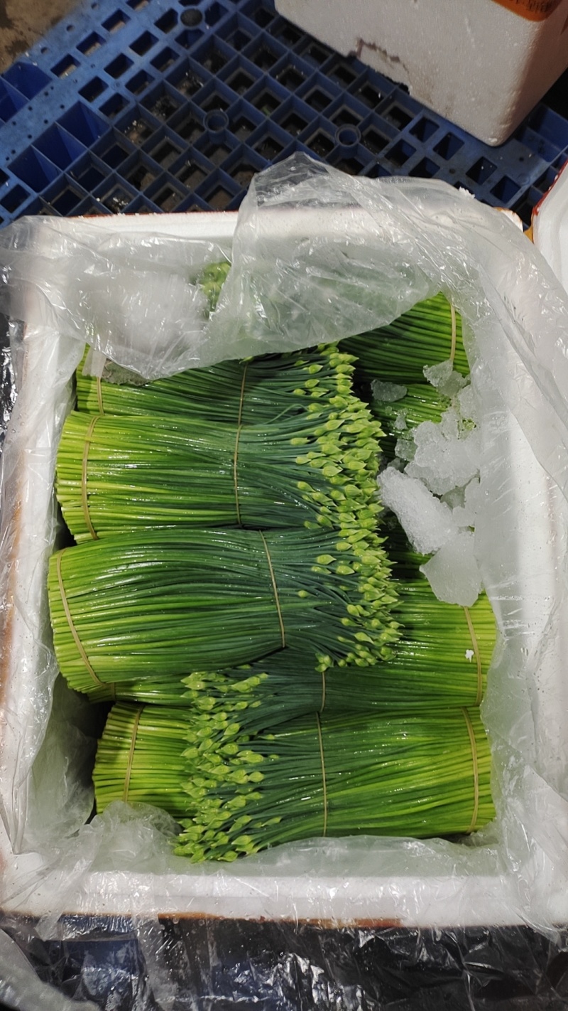 精品韭苔