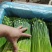 精品韭苔