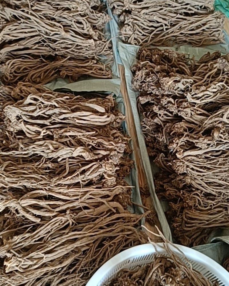 一年生续断需要的老板联系