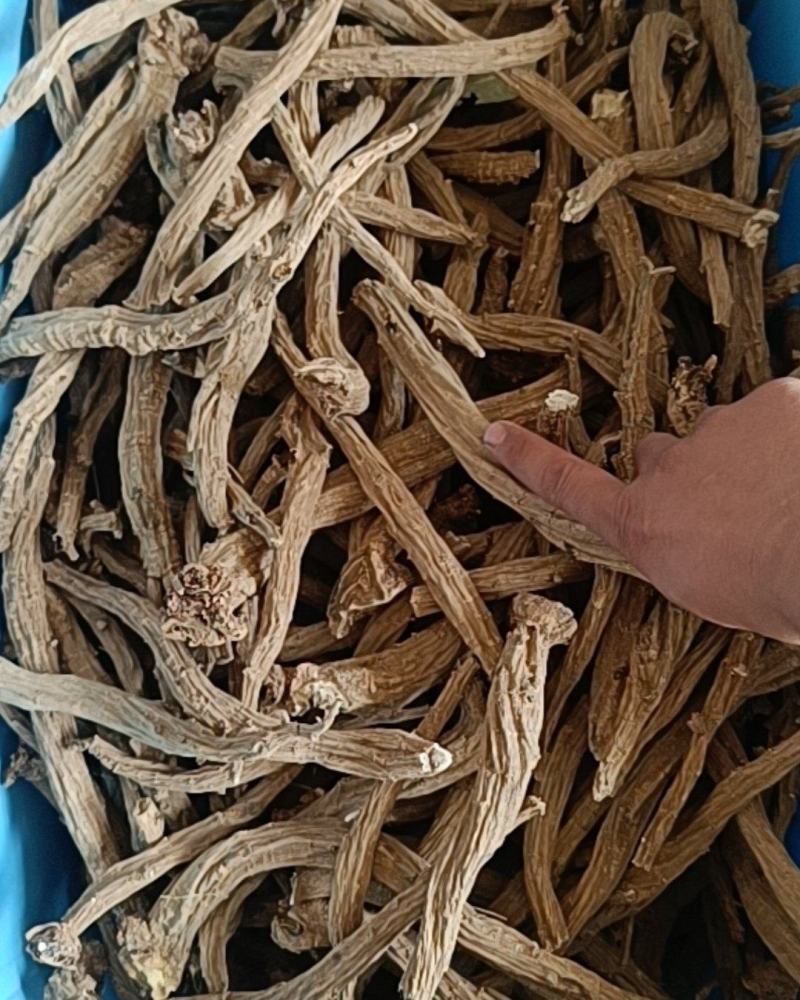 一年生续断需要的老板联系