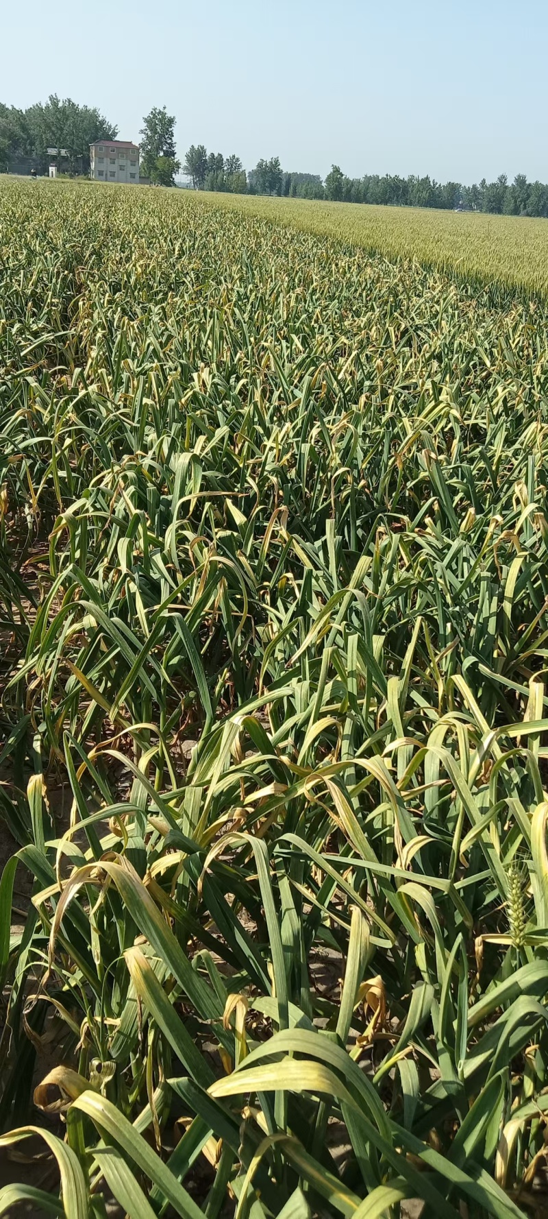晚熟大蒜五公分六公分