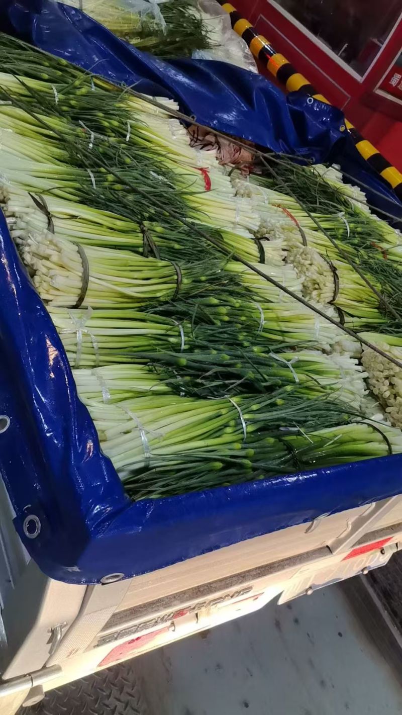 南江本地高山大蒜苔。