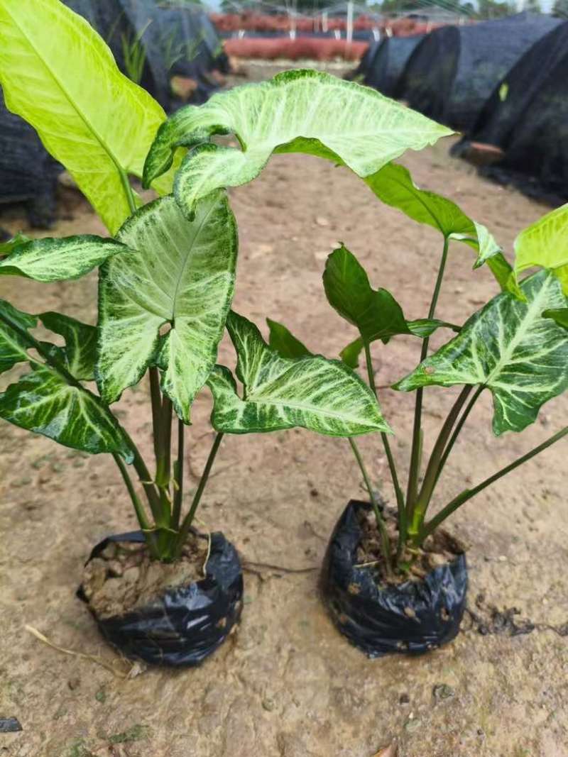 合果芋(白蝴蝶)20-30高，3斤袋，7斤袋，大量低价出售
