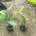 合果芋(白蝴蝶)20-30高，3斤袋，7斤袋，大量低价出售