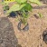 合果芋(白蝴蝶)20-30高，3斤袋，7斤袋，大量低价出售