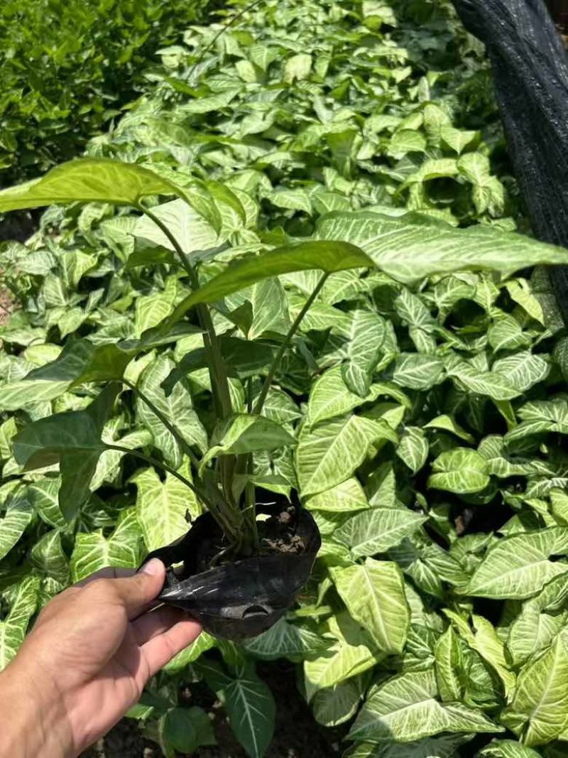合果芋(白蝴蝶)20-30高，3斤袋，7斤袋，大量低价出售