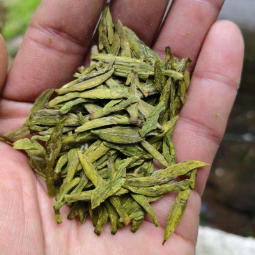 绿茶