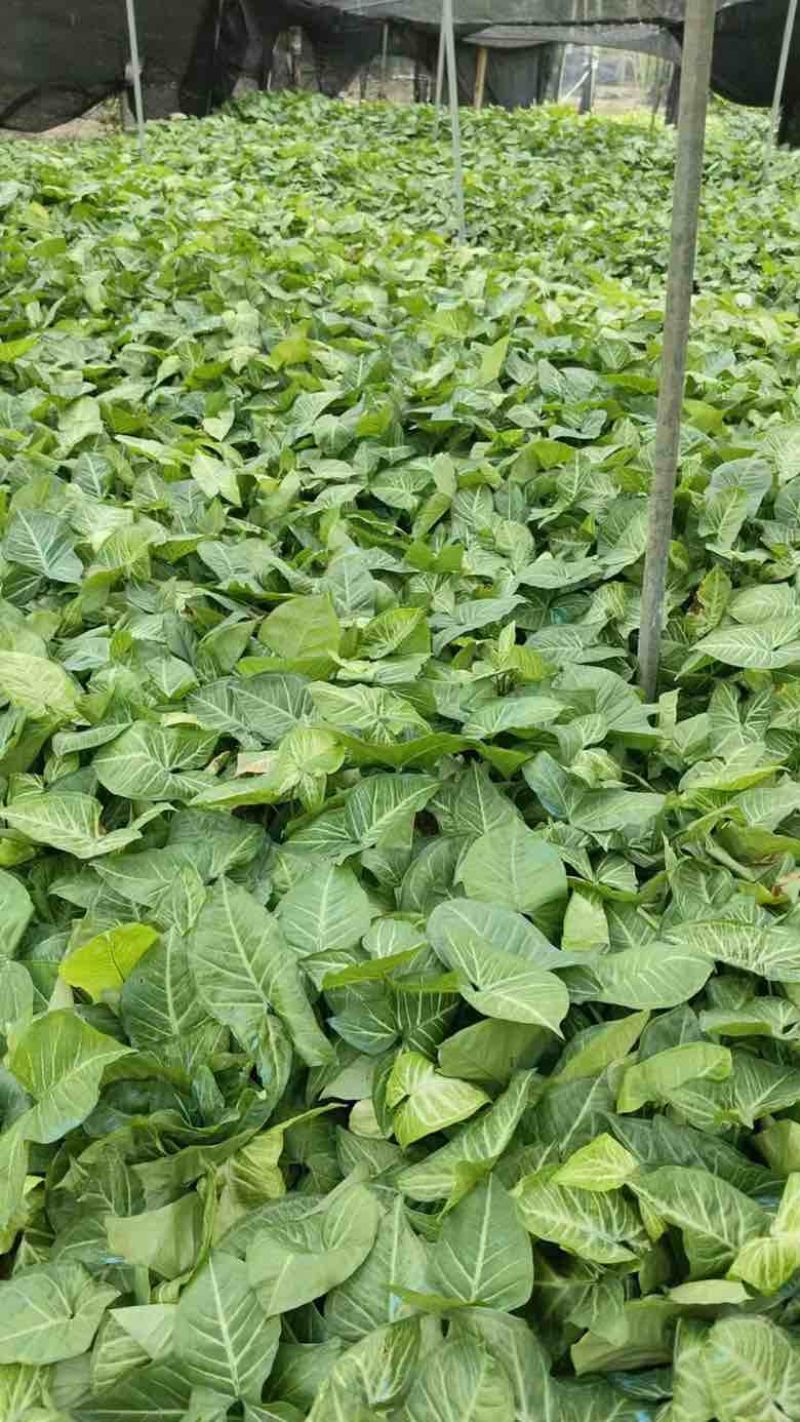 白蝴蝶(合果芋)20-50高，基地直销，一手货源，大量出售
