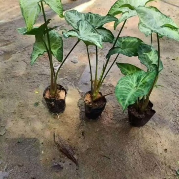 白蝴蝶(合果芋)20-50高，基地直销，一手货源，大量出售