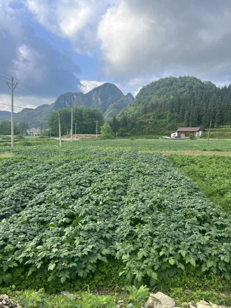 乌罗高山沙地土豆