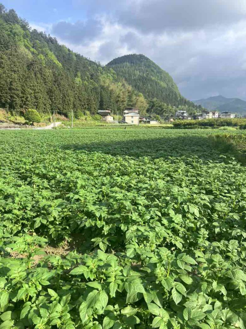 乌罗高山沙地土豆