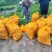 乌罗高山沙地土豆