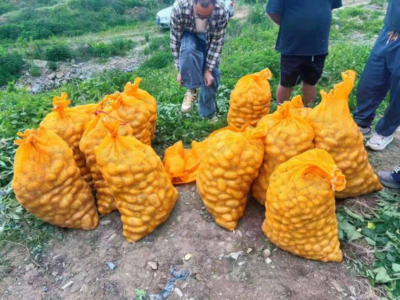 乌罗高山沙地土豆