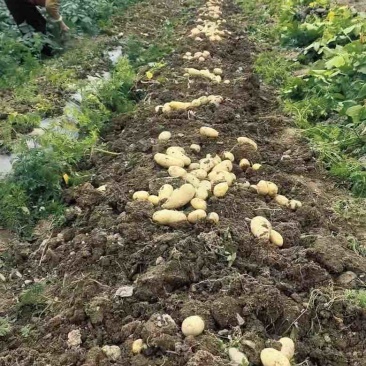 乌罗高山沙地土豆