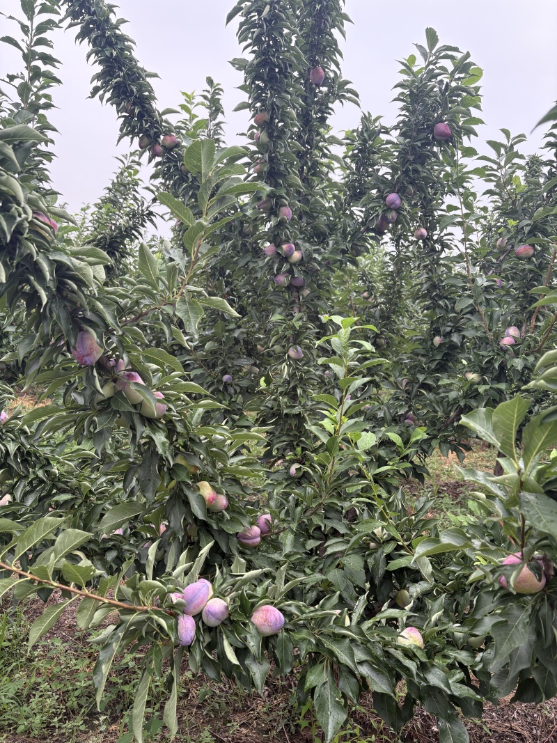 吉盛李量大从优货源充足全国成熟期最早