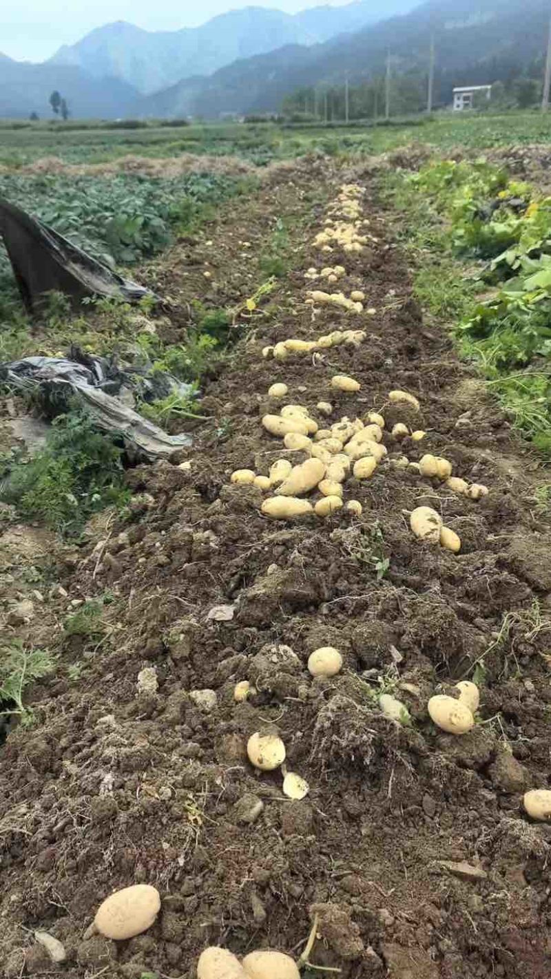 乌罗镇高山沙地黄皮黄心土豆