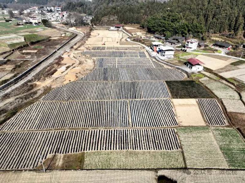 乌罗镇高山沙地黄皮黄心土豆