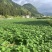 乌罗镇高山沙地黄皮黄心土豆