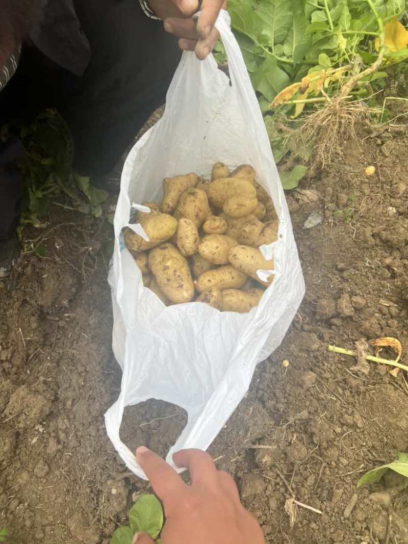 乌罗镇高山沙地黄皮黄心土豆