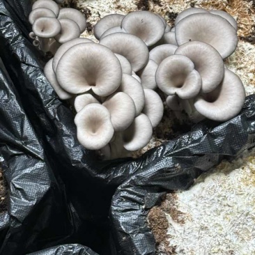 菌棒野生菌接种