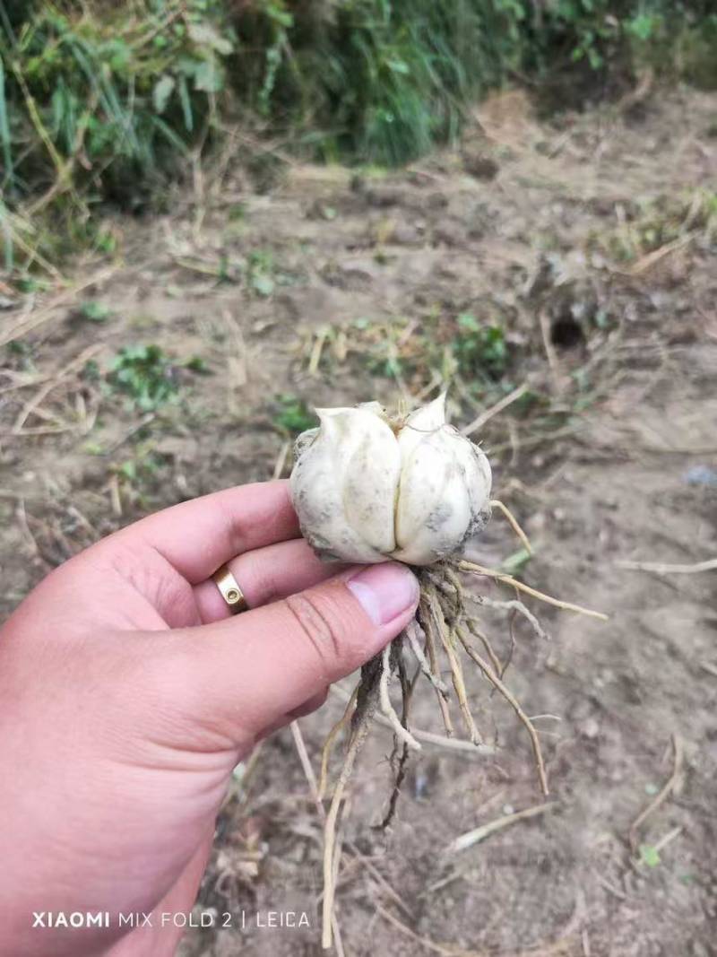 龙牙百合一代种子种球