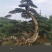 东北红豆杉