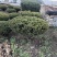 东北红豆杉