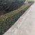 东北红豆杉