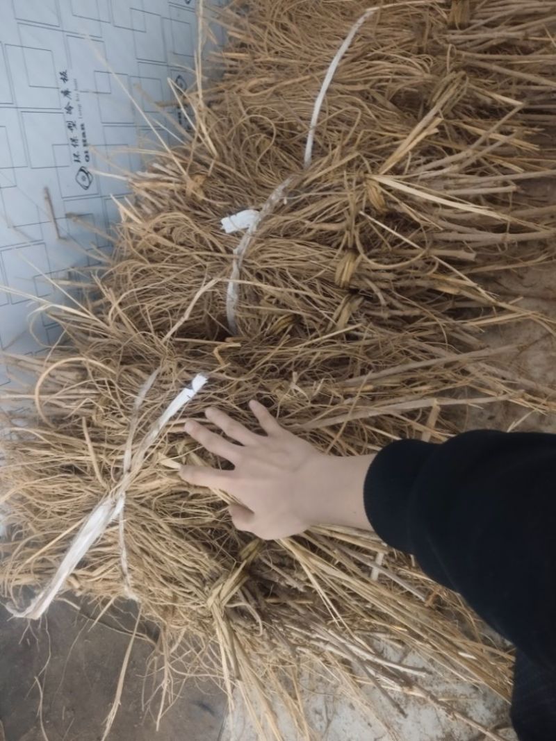 刺嫩芽苗