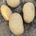 新土豆大量上市沃土实验一大量出货支持各种规格电商市场商超对