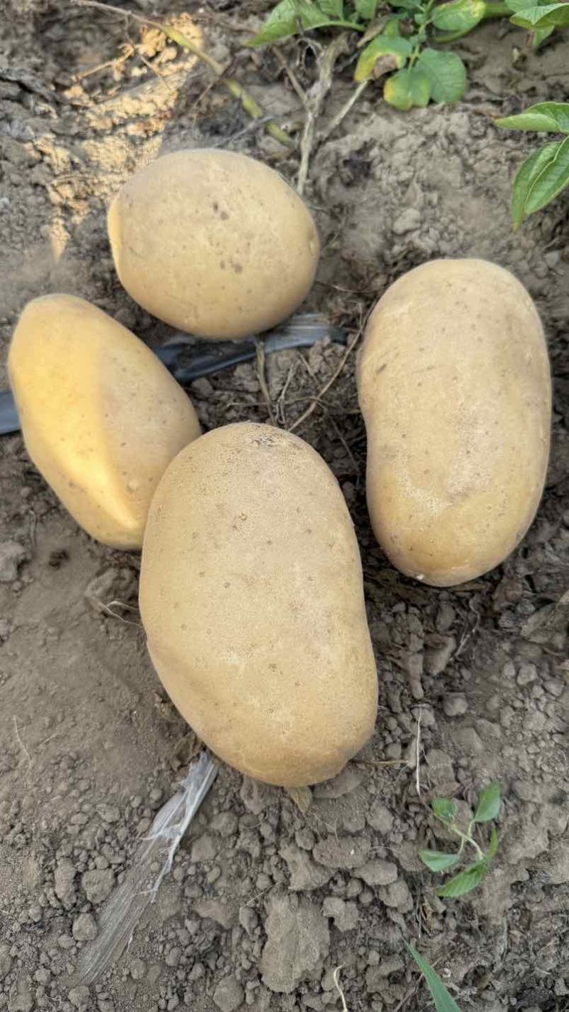 新土豆大量上市沃土实验一大量出货支持各种规格电商市场商超对