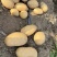 新土豆大量上市沃土实验一大量出货支持各种规格电商市场商超对