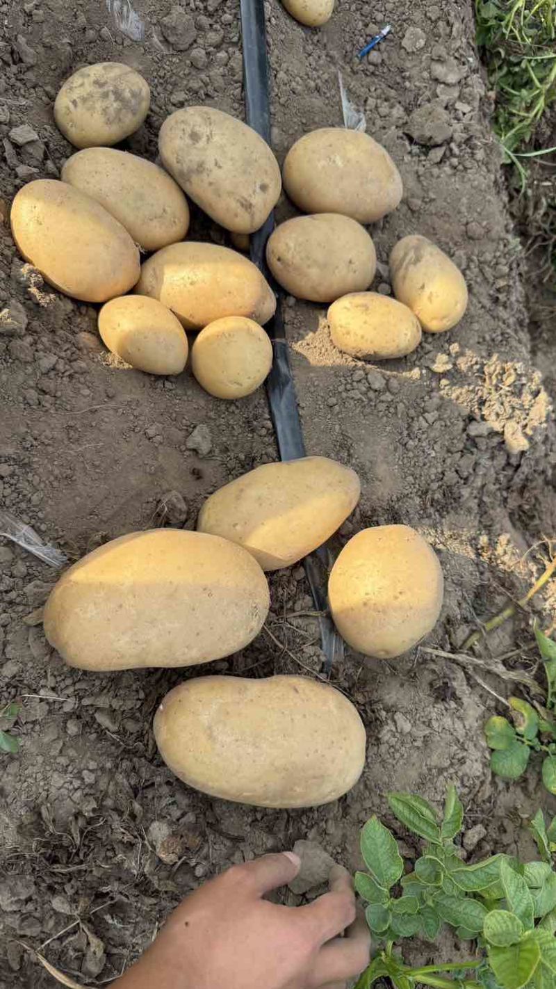 新土豆大量上市沃土实验一大量出货支持各种规格电商市场商超对