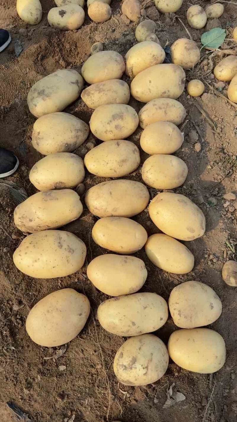 新土豆大量上市沃土实验一大量出货支持各种规格电商市场商超对