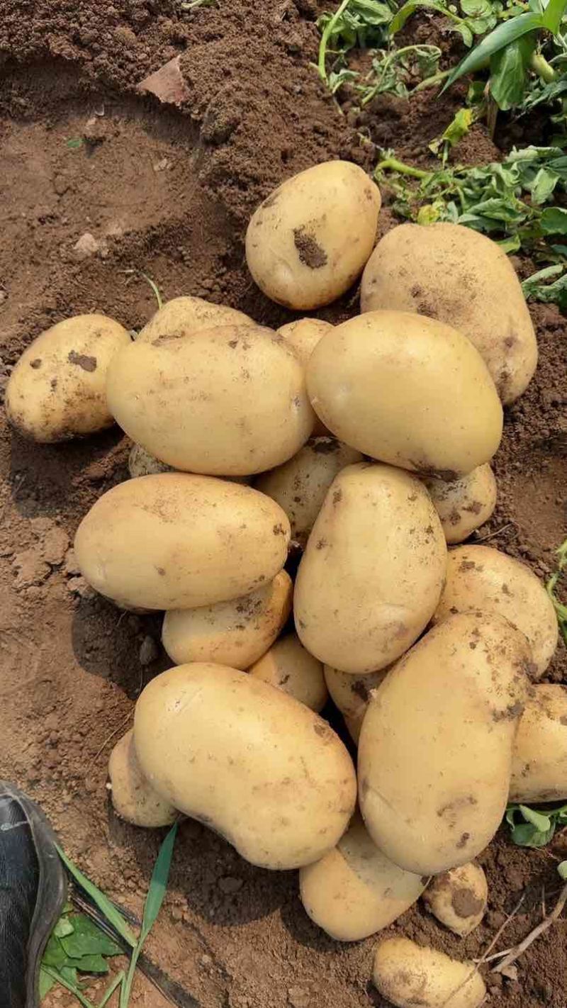 新土豆大量上市沃土实验一大量出货支持各种规格电商市场商超对