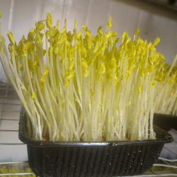 预售活体豌豆芽苗菜，一次性包装盒，400—450克