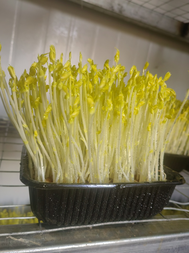 预售活体豌豆芽苗菜，一次性包装盒，400—450克